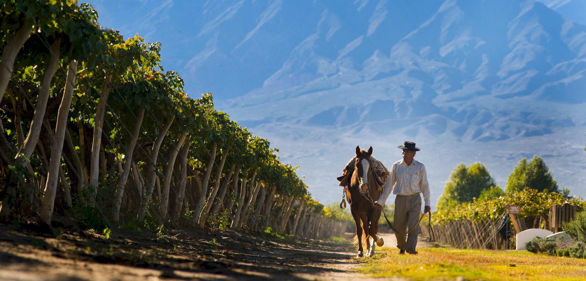 Grace Cafayate 호텔 외부 사진 Vineyards in Salta